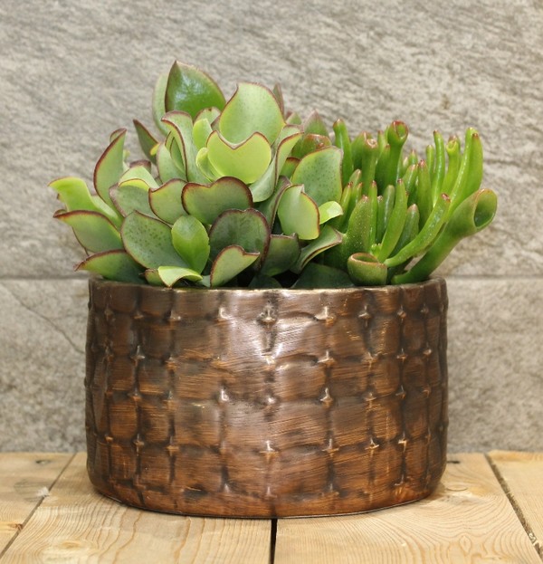 Succulent in Pot