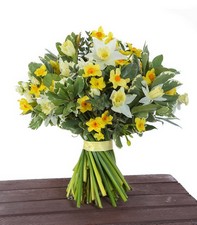 .Daffodil Delight