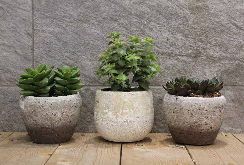3 Small Succulents in Pots
