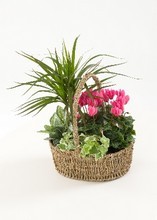 Planted basket