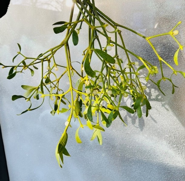 MISTLETOE WRAP