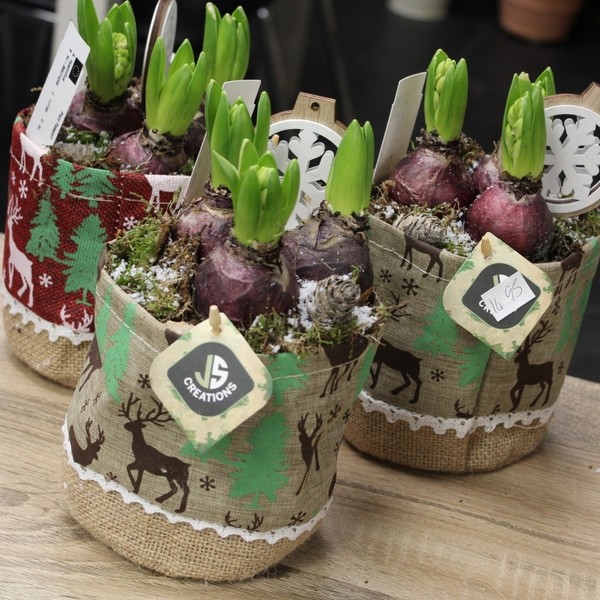 CHRISTMAS HYACINTH PLANTER