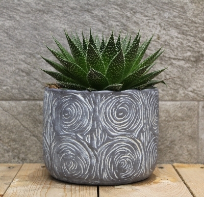 Succulent in Grey Pot