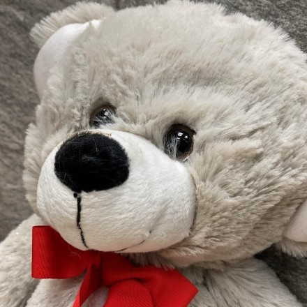 light grey colour teddy bear
